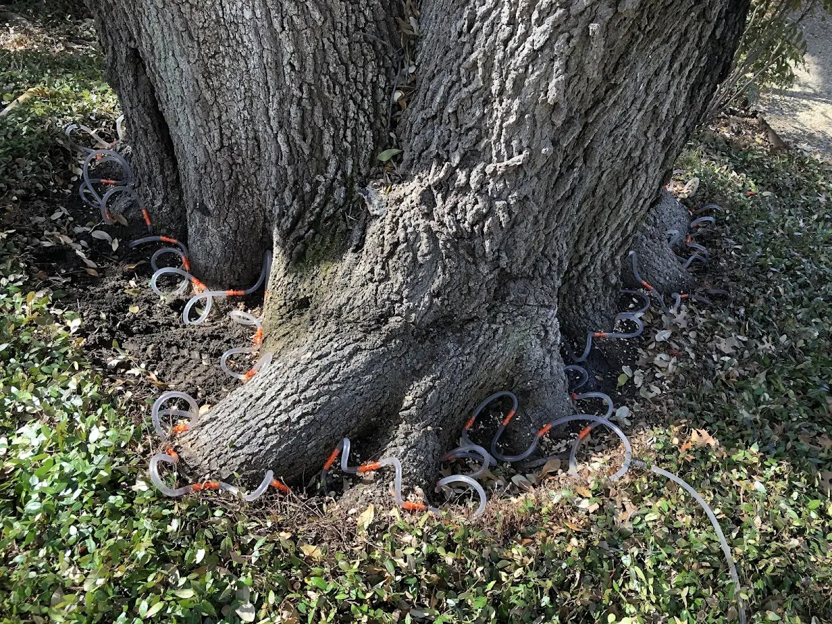 Detailed Tree Cabling and Bracing job site in Freeburg