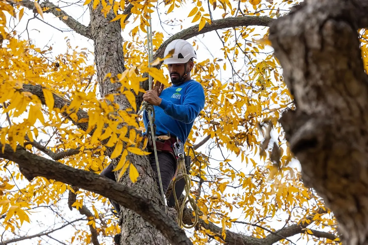 Skilled Tree Planing crew working in Freeburg